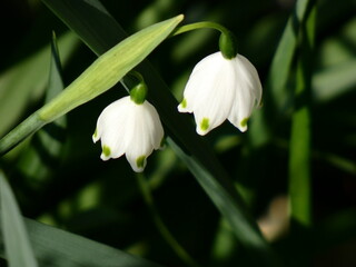 Fototapeta premium スノーフレーク