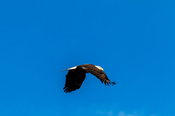 eagle in flight