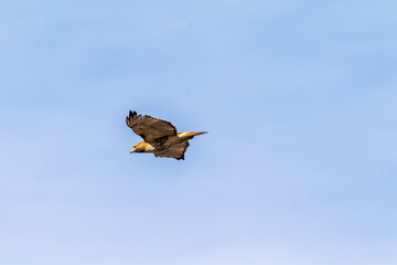 hawk in flight