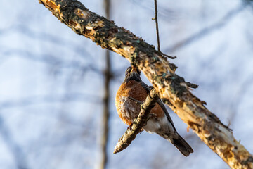 branch of a tree
