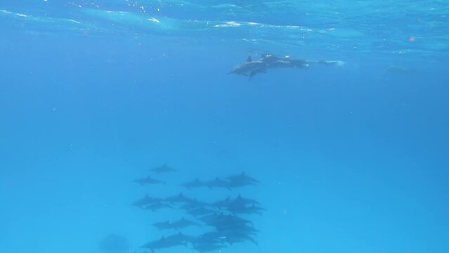 Pod of spinner dolphins (Stenella longirostris) playing underwater. A couple of swimmers observing them close.