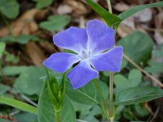 ツルニチニチソウ