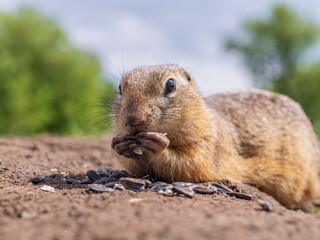European gopher is eating sunflower seeds and looking at camera on the lawn. Close-up. Portrait of a rodent.