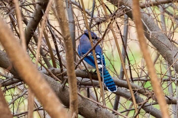blue jay on a branch