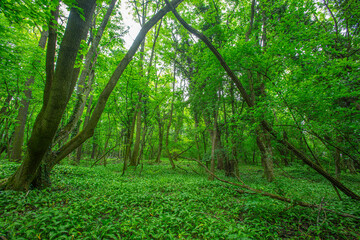 Obraz premium misty green forest in spring time