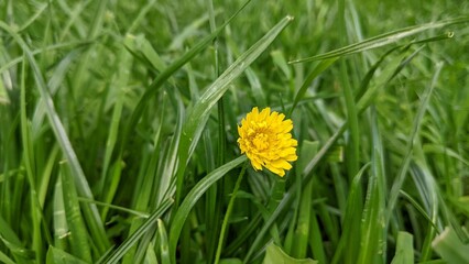 yellow flower in grass