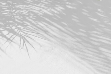 Leaf shadow and light on wall blur background. Nature tropical palm leaves tree branch shade with...