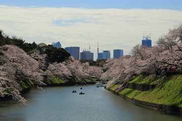 桜咲く千鳥ヶ淵の全景と高層オフィスビル群