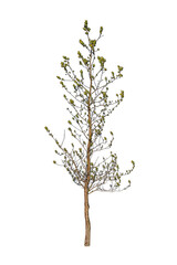 Fototapeta premium spring tree on white