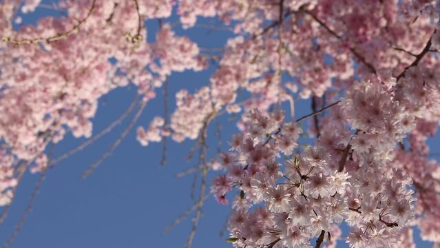 日本のピンク色のしだれ桜の花および青空のバックグラウンド