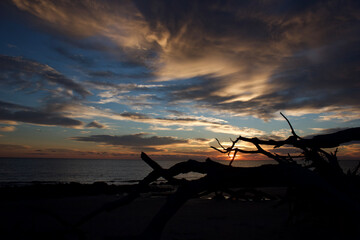 Driftwood Beach Jekyll Island Ga