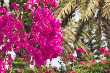 Fototapeta na wymiar Beautiful delicate pink flowers with green leaves. Selective focus.