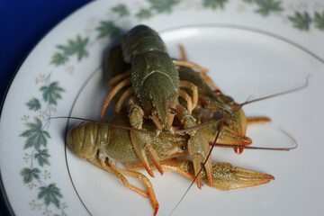 live crayfish. green crayfish on a plate