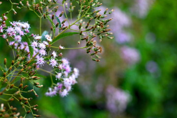 belas pequenas flores lilas, pequenas flores em meio as folhas verdes, belas flores do jardim