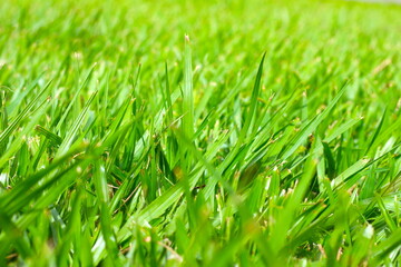 Belo gramado verde do parque, gramado do parque, grama em perspectiva com fundo desfocado