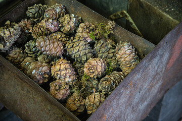 A man turns a homemade device for extracting cedar nuts from Siberian pine cones.