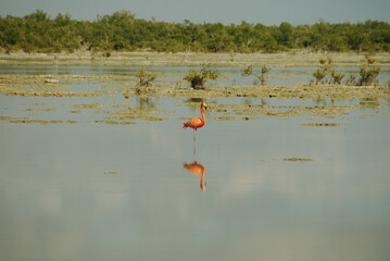 pink flamingo. flamingos in the mangrove swamps of Zapata National Park in Cuba