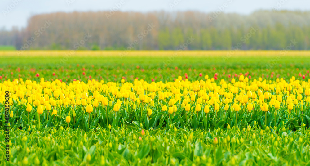 Wall mural colorful flowers in an agricultural field in sunlight below a blue white cloudy sky in springtime, a