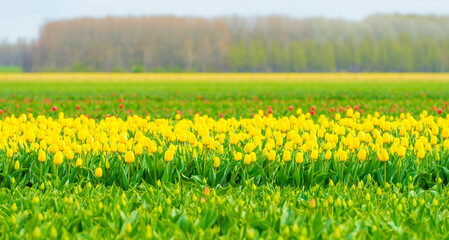 Obraz premium Colorful flowers in an agricultural field in sunlight below a blue white cloudy sky in springtime, Almere, Flevoland, The Netherlands, April 8, 2022