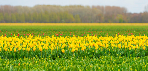 Obraz premium Colorful flowers in an agricultural field in sunlight below a blue white cloudy sky in springtime, Almere, Flevoland, The Netherlands, April 8, 2022