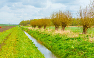 Obraz premium Trees along an agricultural field with flowers in bright sunlight in springtime, Almere, Flevoland, The Netherlands, April 8, 2022