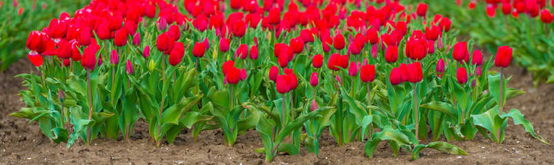 Colorful flowers in an agricultural field in sunlight below a blue white cloudy sky in springtime, Almere, Flevoland, The Netherlands, April 8, 2022