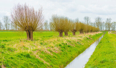 Trees along an agricultural field with flowers in bright sunlight in springtime, Almere, Flevoland, The Netherlands, April 8, 2022