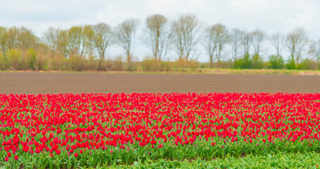 Colorful flowers in an agricultural field in sunlight below a blue white cloudy sky in springtime, Almere, Flevoland, The Netherlands, April 8, 2022