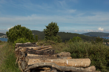 cut logs stacked wood