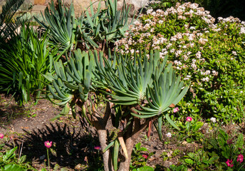 Obraz premium Sydney Australia, kumara plicatilis or the fan-aloe, a succulent plant endemic to a few mountains in the Fynbos ecoregion, of the Western Cape in South Africa