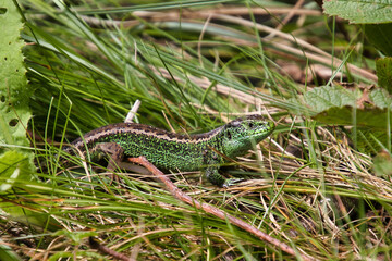 Zauneidechse