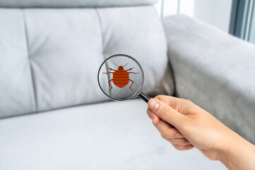 Hand woman with magnifying glass detecting bugs in couch at home