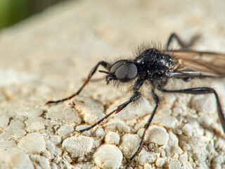 A San Marco fly or March fly in a natural environment. 