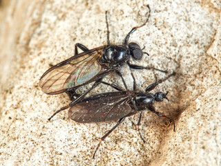 A San Marco fly or March fly in a natural environment. 