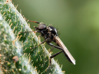 A San Marco fly or March fly in a natural environment. 
