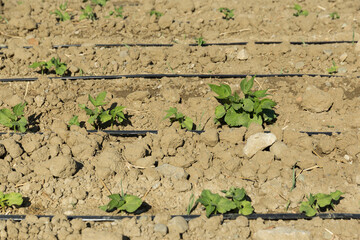 planted plants are watered with a hose in the field