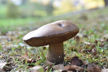 boletus edulis mushroom