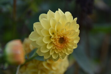 yellow dahlia flower