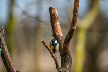 Great Tit