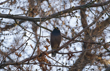 A bird sitting on a tree branch