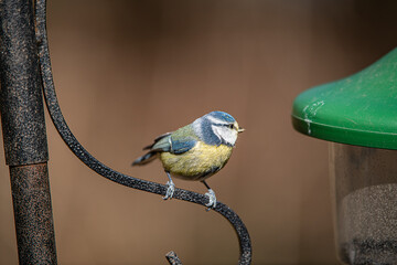 Blue tit