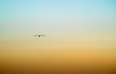 Fototapeta na wymiar Yellow-blue sky background, sunset. Bird flying silhouette. The sky of Ukraine