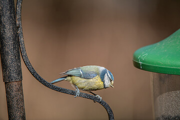 Blue tit 