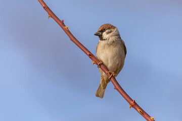 The Eurasian tree sparrow, a small grey and brown bird, perching on a thorny branch. Sunny spring day with blue sky in the background.