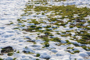 snow on grass in spring