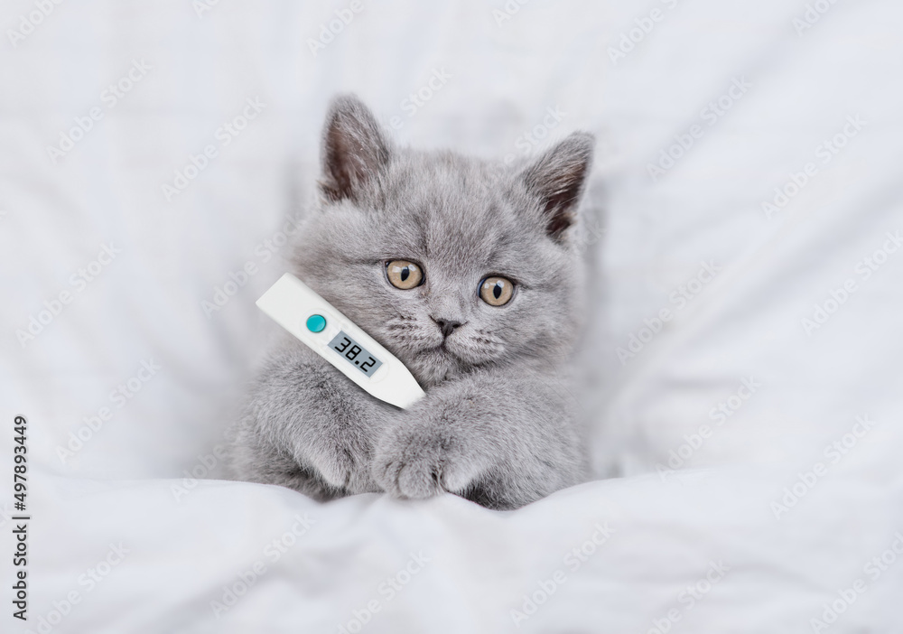 Poster sick tiny kitten with thermometer looks from under white warm blanket. top down view