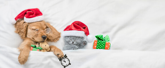 English Cocker spaniel puppy and tiny kitten wearing santa hats sleep together under white warm blanket on a bed at home. Top down view. Puppy holds gift box, toy bear and alarm clock. Empty space