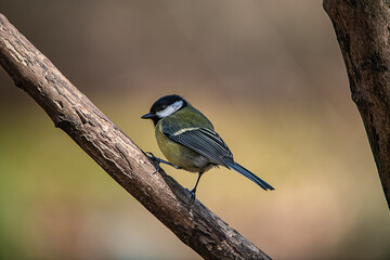 Great tit