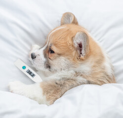Sick Pembroke Welsh corgi puppy sleeps on a bed at home with a thermometer under the paw. Top down...