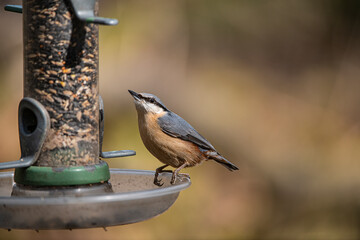 Nuthatch 